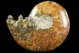 Polished, Agatized Ammonite (Cleoniceras) - Madagascar #97294-1